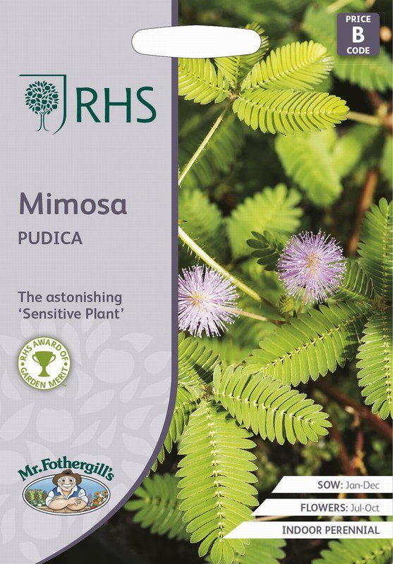 UK/FO-RHS-MIMOSA Pudica
