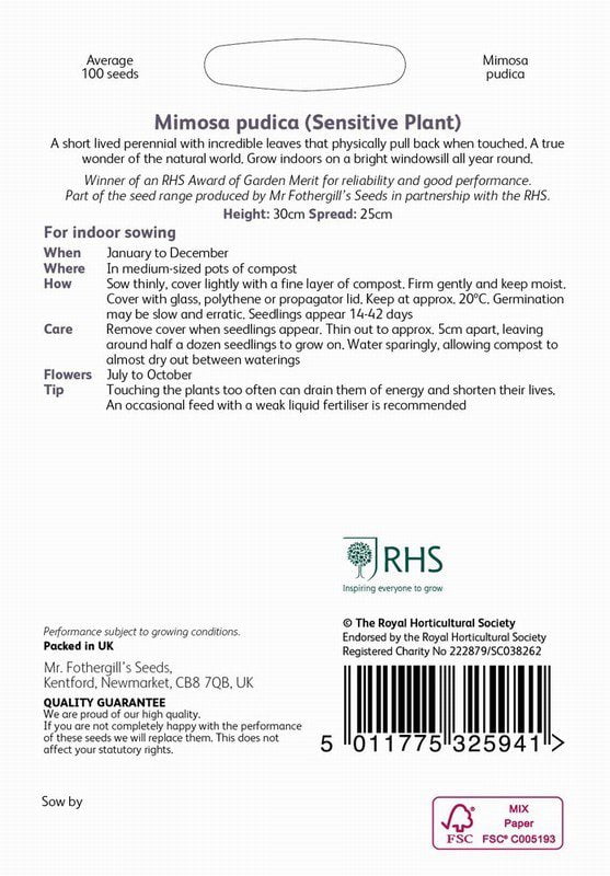 UK/FO-RHS-MIMOSA Pudica - Image 2