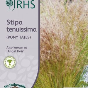 UK/FO-RHS-STIPA TENUISSIMA (Pony Tails)