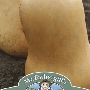 UK/FO-SQUASH (Butternut) Sweetmax F1