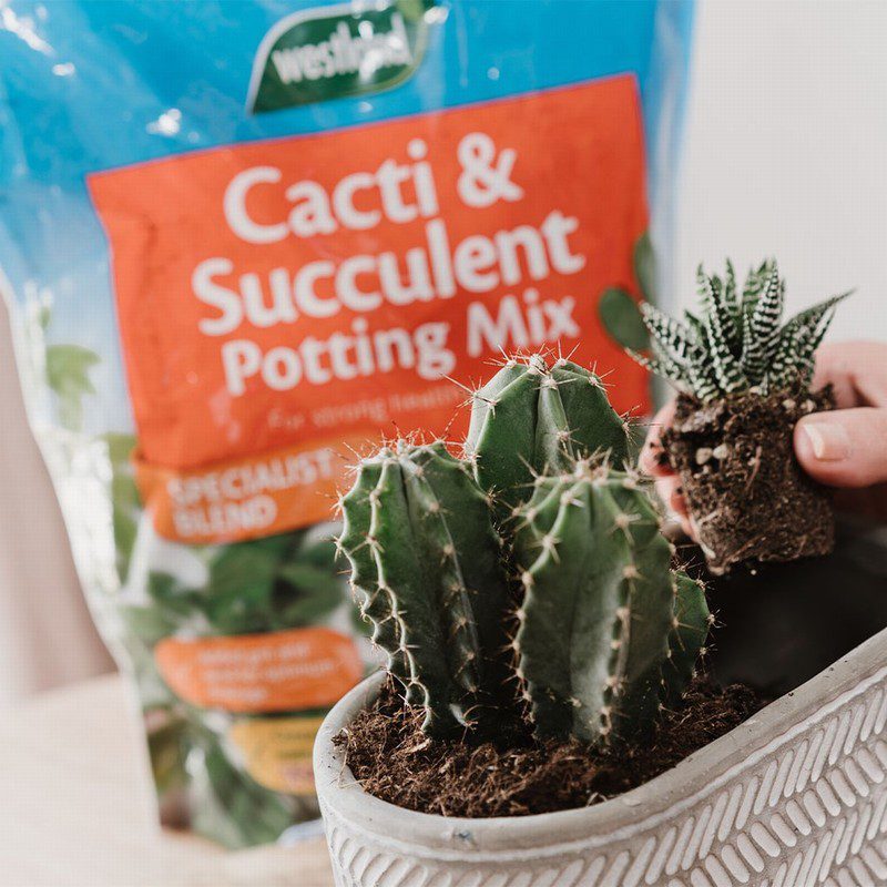 Cacti & Succulent Potting Mix (Enriched with Seramis) 4 Litres Raglan Garden Centre