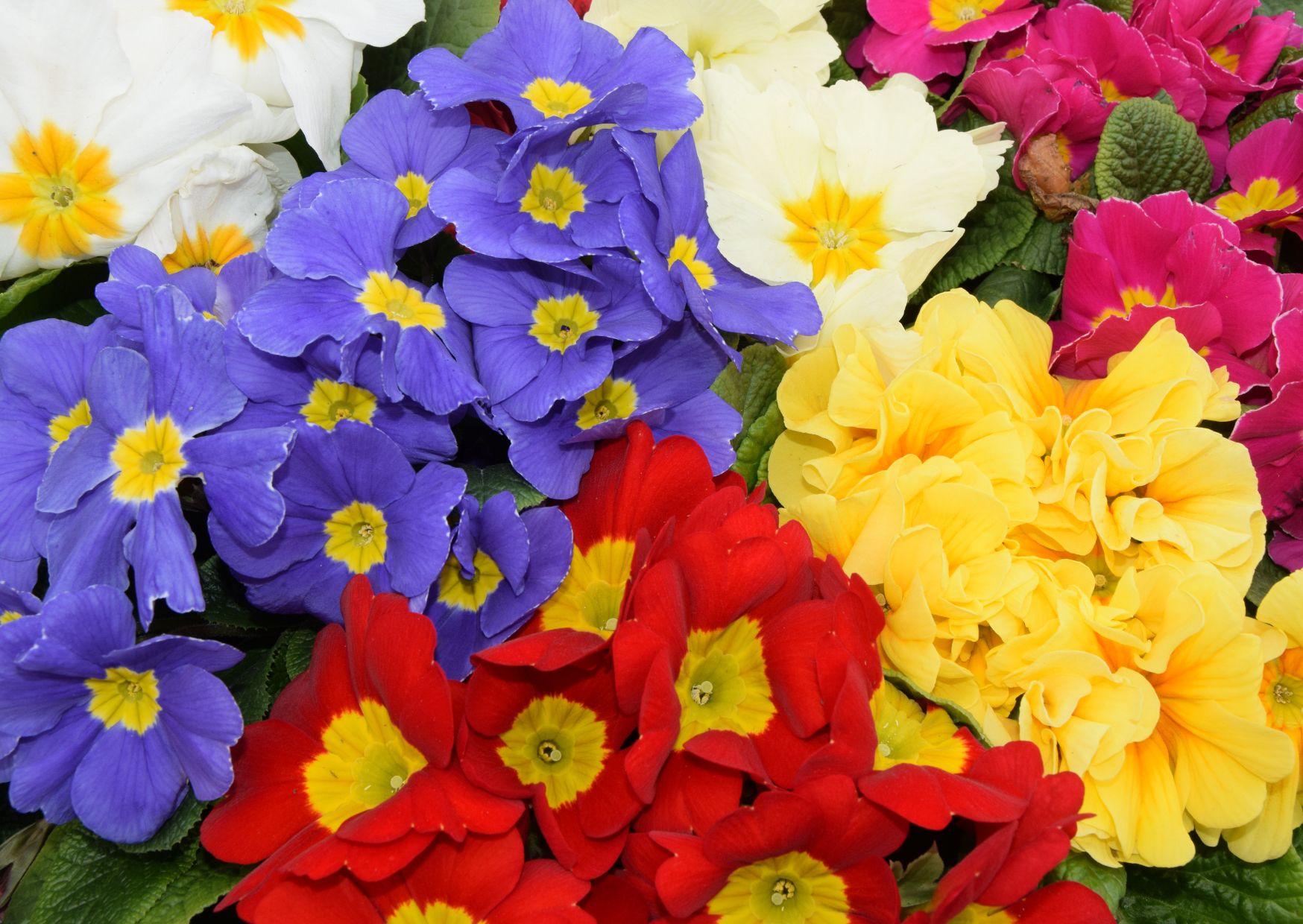 March gardening tips pics (2)