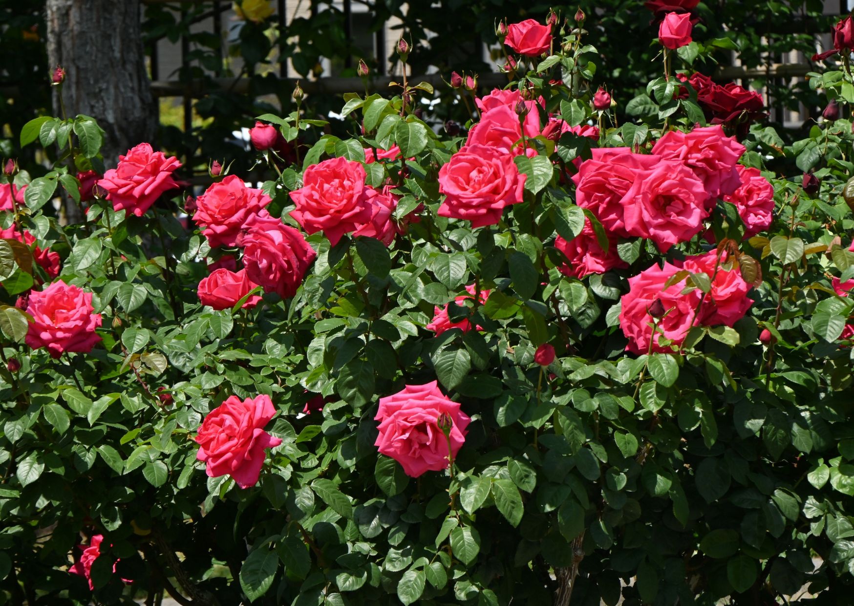 March gardening tips pics (4)