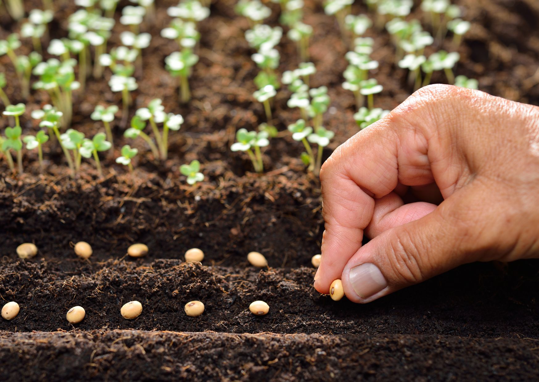 March gardening tips pics