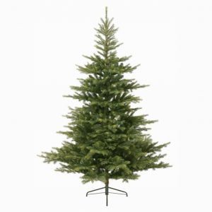 Grandis fir 7ft