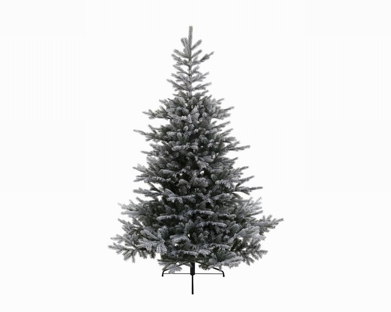 Grandis fir snowy 8ft