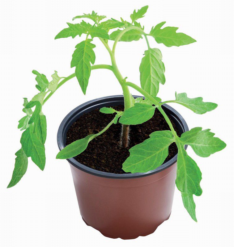 13cm Professional Growing Pots (5) - Image 3