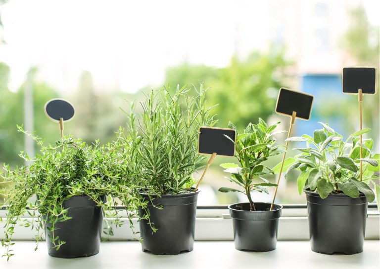 small pots containing different herbs growing on a windowsill looking out onto a garden
