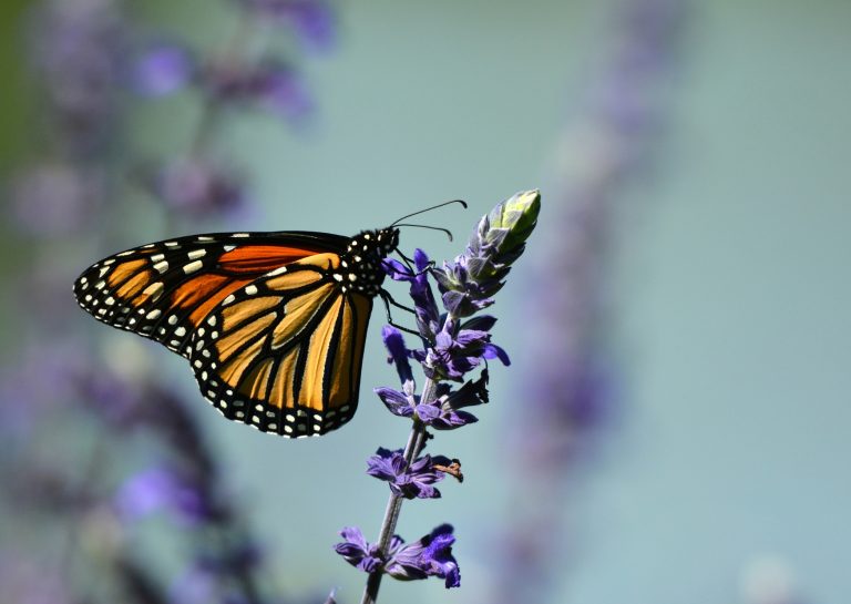 monarch butterfly perched on a sprig of lavender