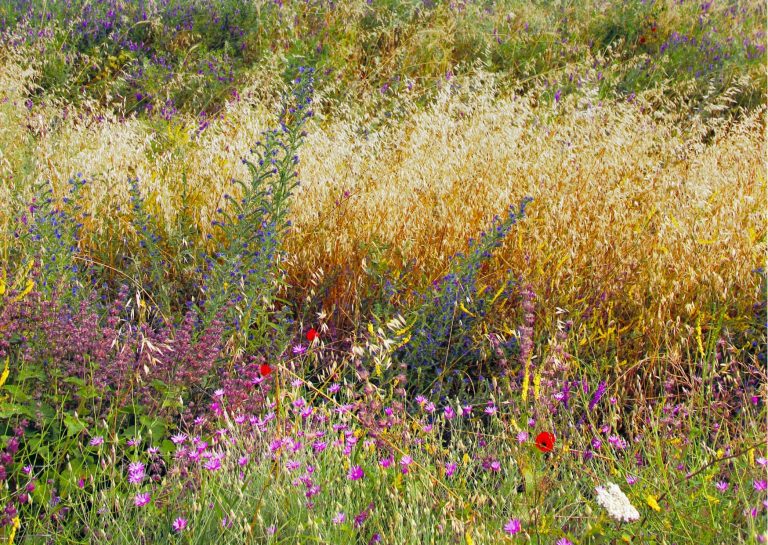 A field of wild flowers with purple, pink, and red blooms, interspersed with tall, golden grasses.