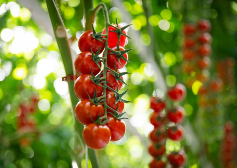 Ripe cherry tomatoes growing on a vine on a sunny day.