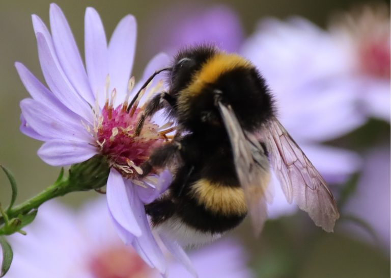 bee collecting nectar from a purple flower