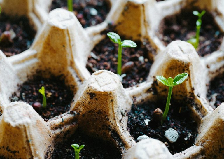 small seedlings in a cardboard propagation tray