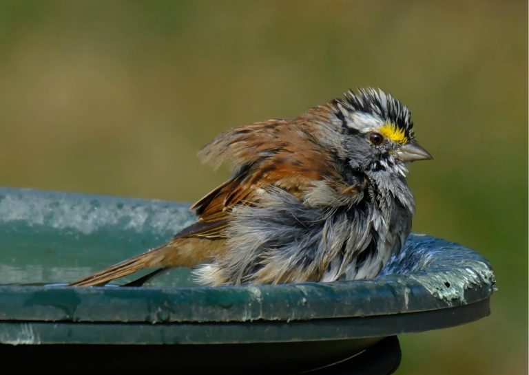 A white-throated sparrow is bathing in a green bird bath. Its feathers are wet and fluffed out, and it has distinct black and white stripes on its head with a yellow spot above its eye.