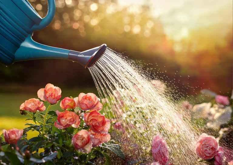 A teal watering can showers a bed of pink roses with water in soft morning sunlight.