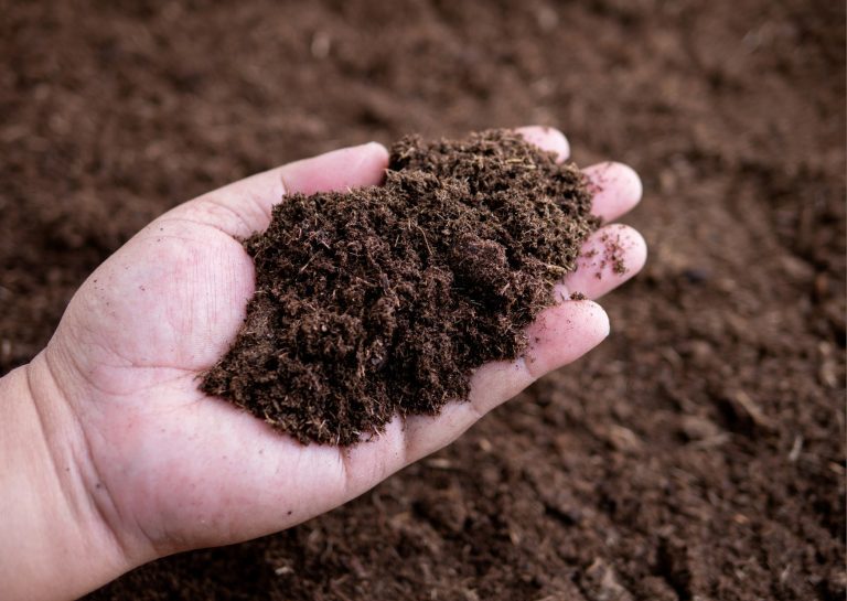 hand holding a palmful of compost