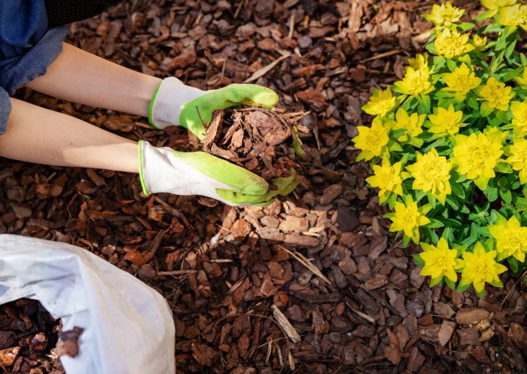Hands wearing gardening gloves holding a pile of wood chips next to a bush with yellow flowers.