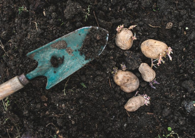 a muddy green shovel laid next to seed potatoes on the soil, ready to be planted.