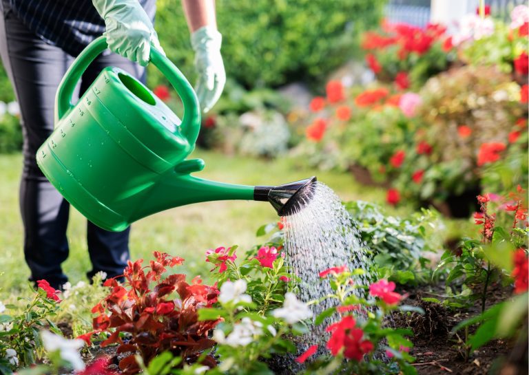 A person wearing gardening gloves standing and watering colourful flowers in a garden with a green watering can.
