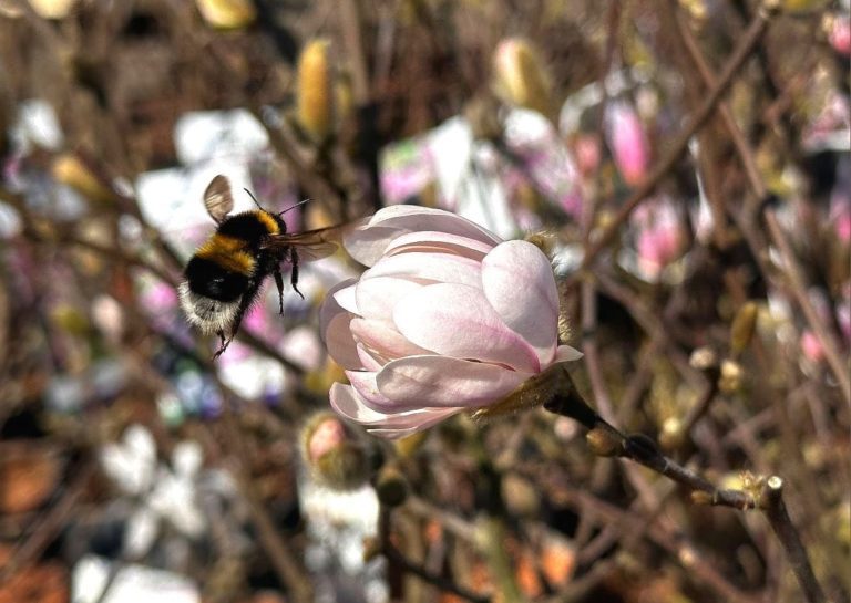Bumblebee landing on a blossoming pink magnolia flower