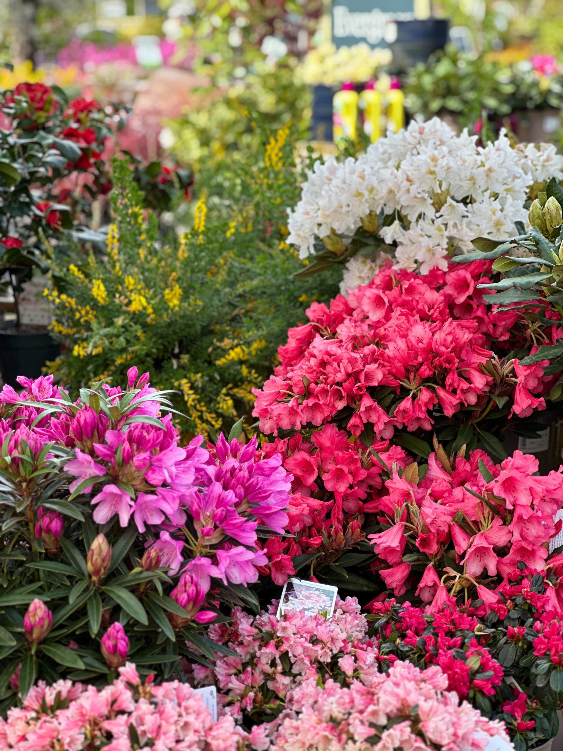 rhododendrons in varying shades of pink in front of white azealeas