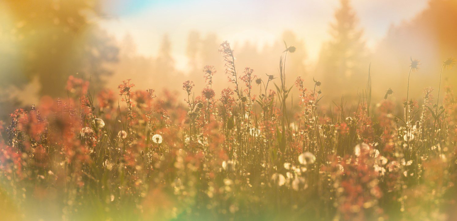A field of wildflowers in soft, warm sunlight with a misty, blurred background of trees and a rainbow-like bokeh effect.
