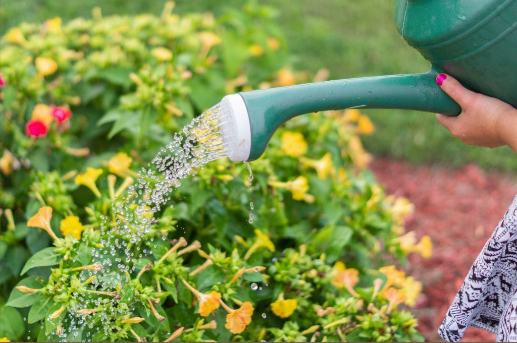 A green watering can pours water onto a bed of yellow and pink flowers surrounded by green foliage.