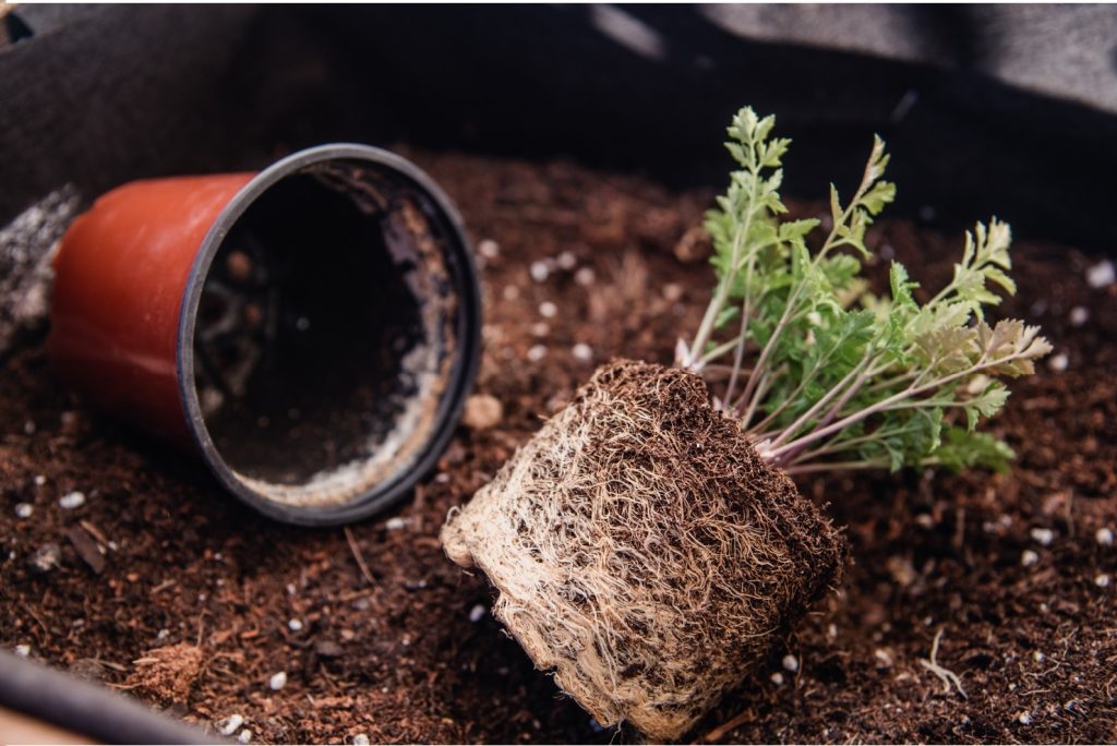 A small plant with a large root ball is lying on soil next to an overturned brown pot.