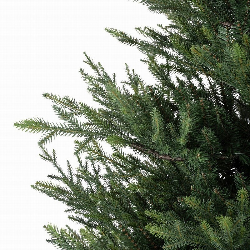 Norway Spruce 6ft - Image 6