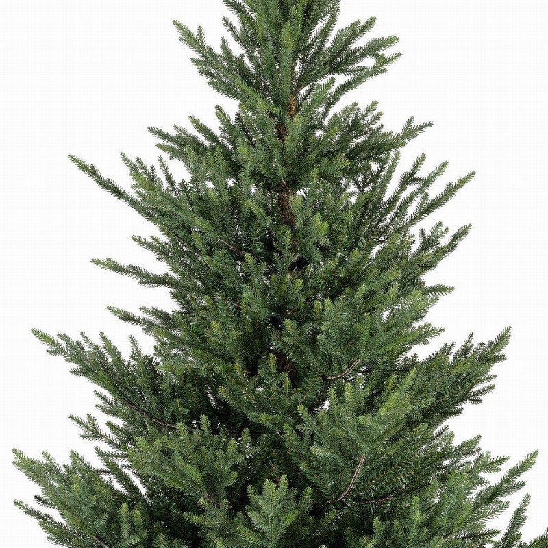 Norway Spruce 6ft - Image 4